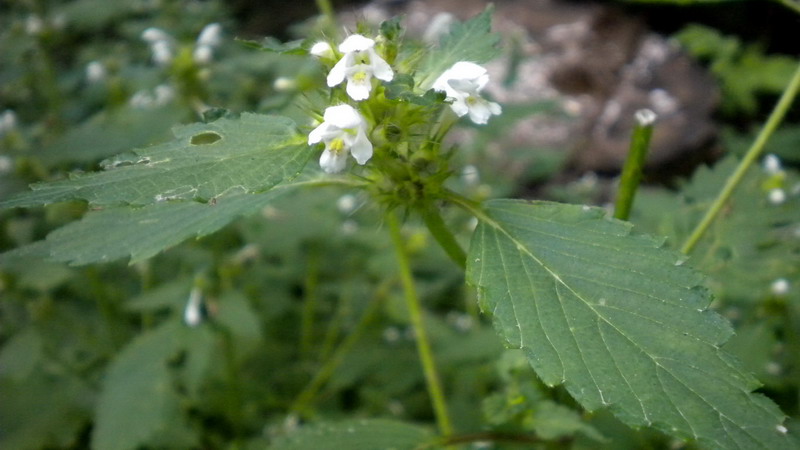 Labiata - Galeopsis cfr.speciosa